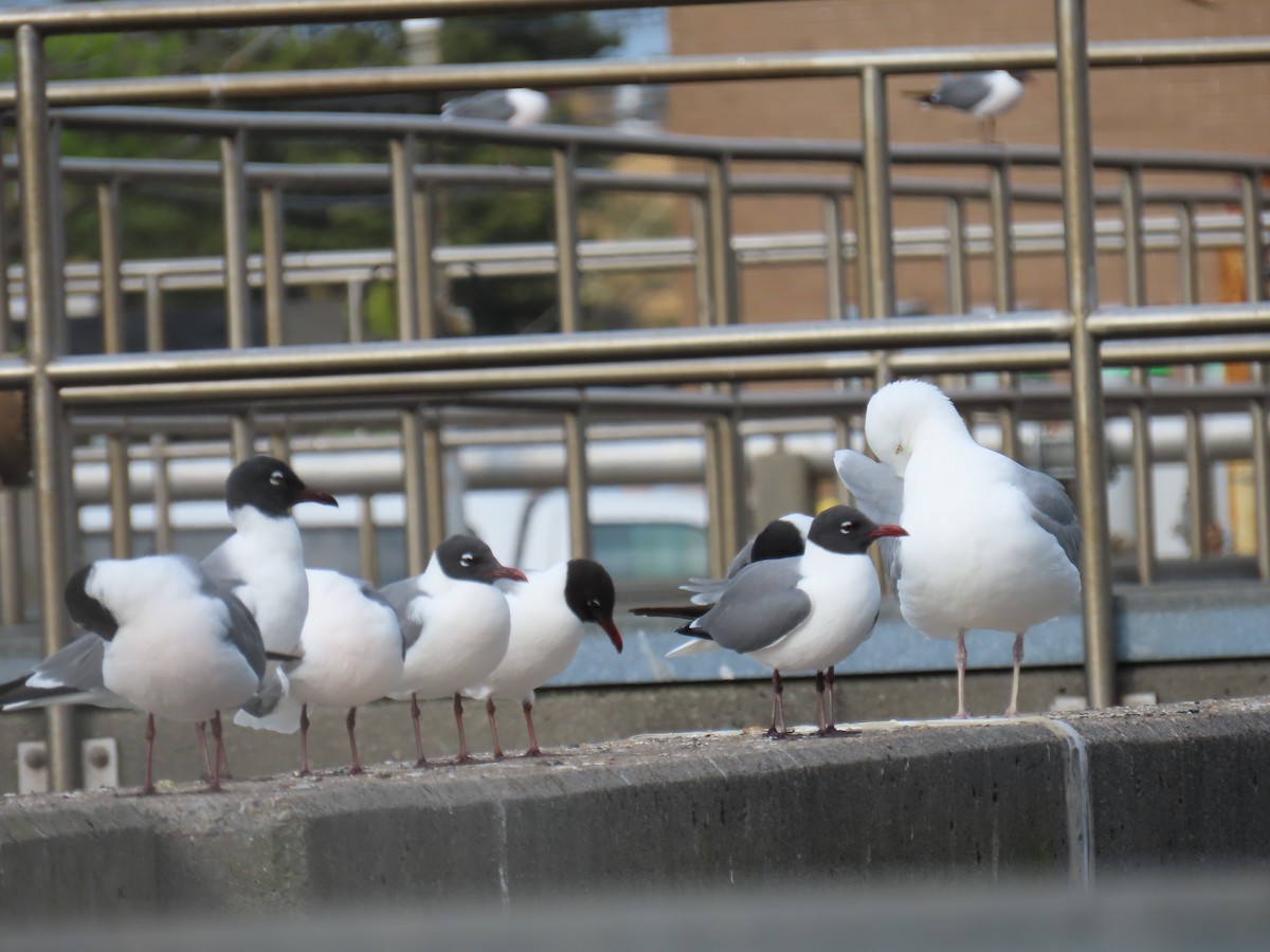 Laughing Gull - ML618993160