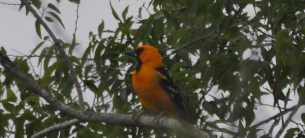 Altamira Oriole - Christopher Brink