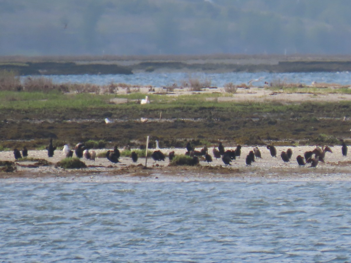 Double-crested Cormorant - Elizabeth Ferber