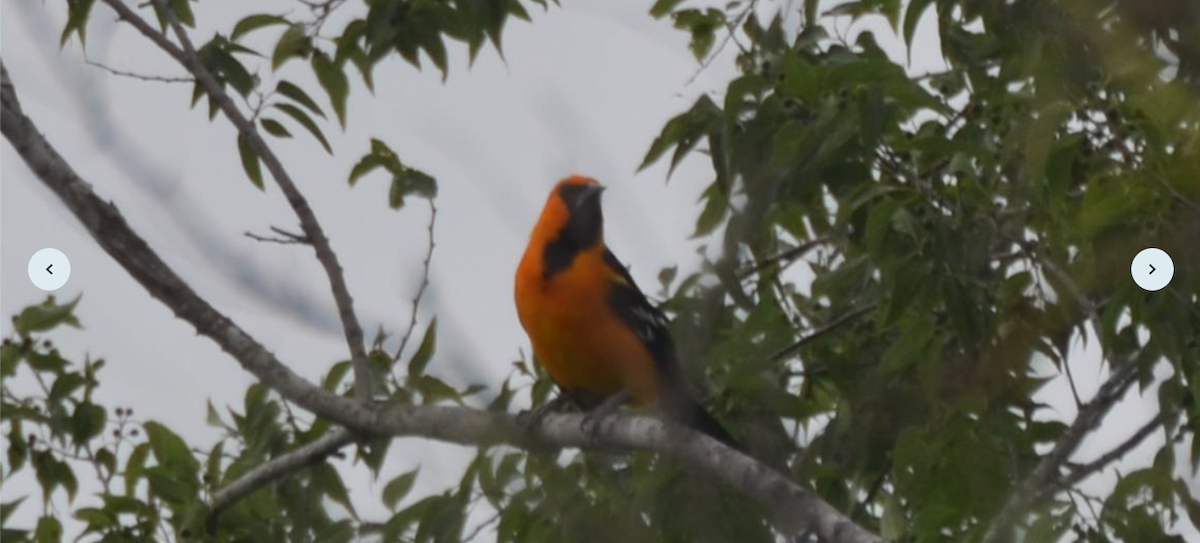 Altamira Oriole - ML618993196