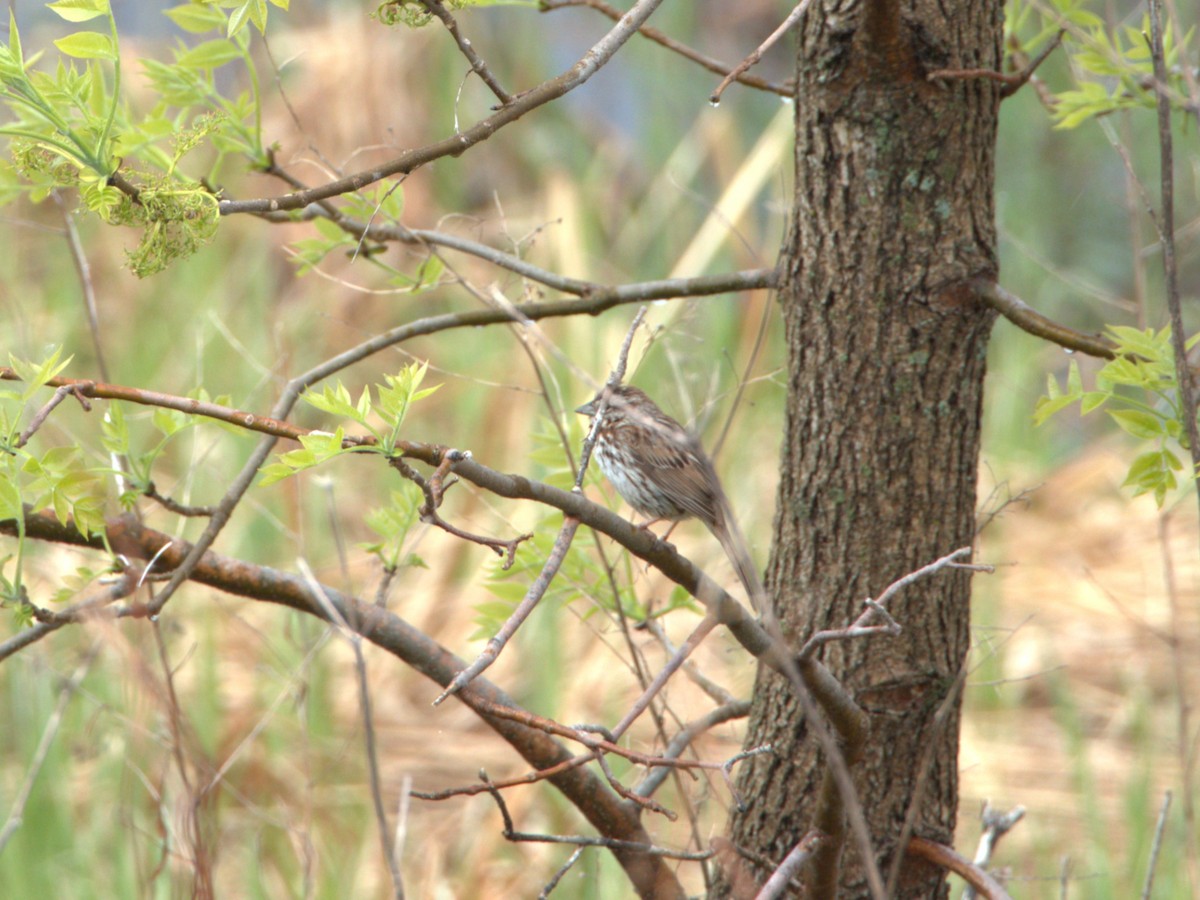 Song Sparrow - Jean-Marc Vallières