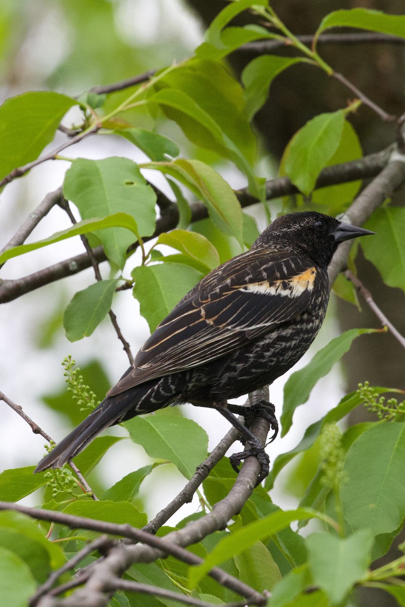 Red-winged Blackbird - Mathias & Sharon Mutzl