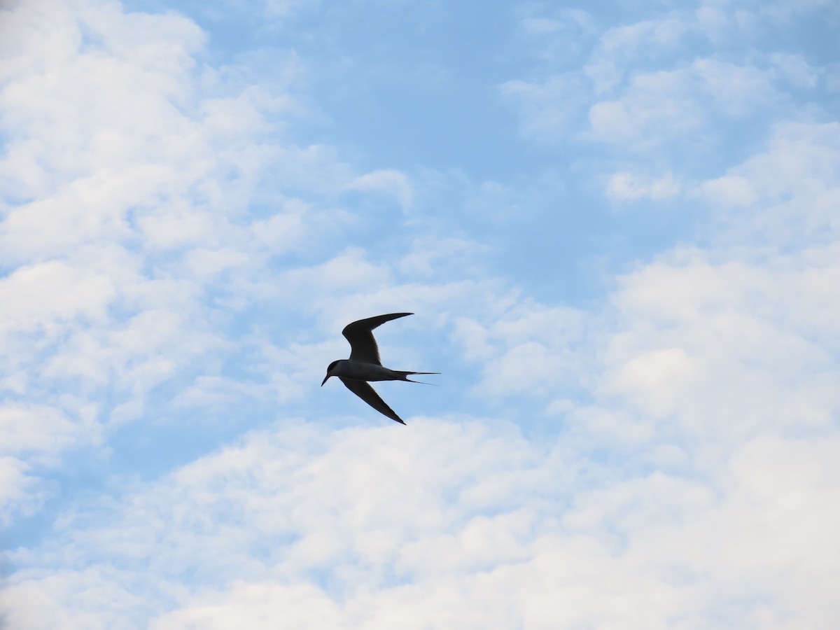 Common Tern - ML618993235