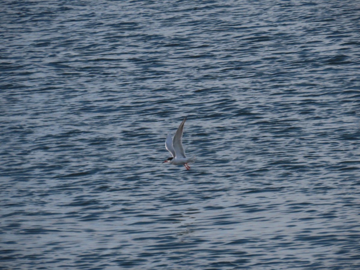 Common Tern - Elizabeth Ferber