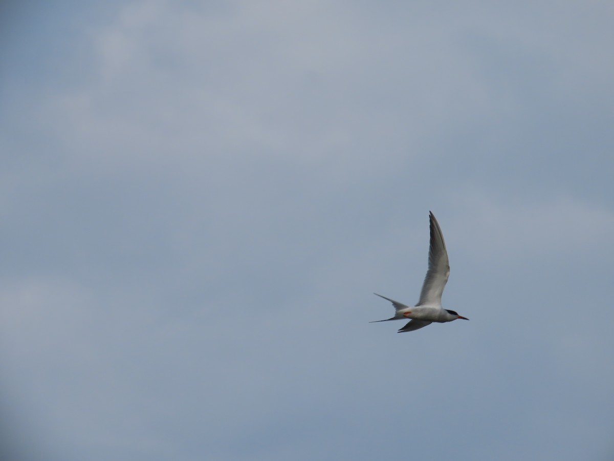 Common Tern - ML618993245