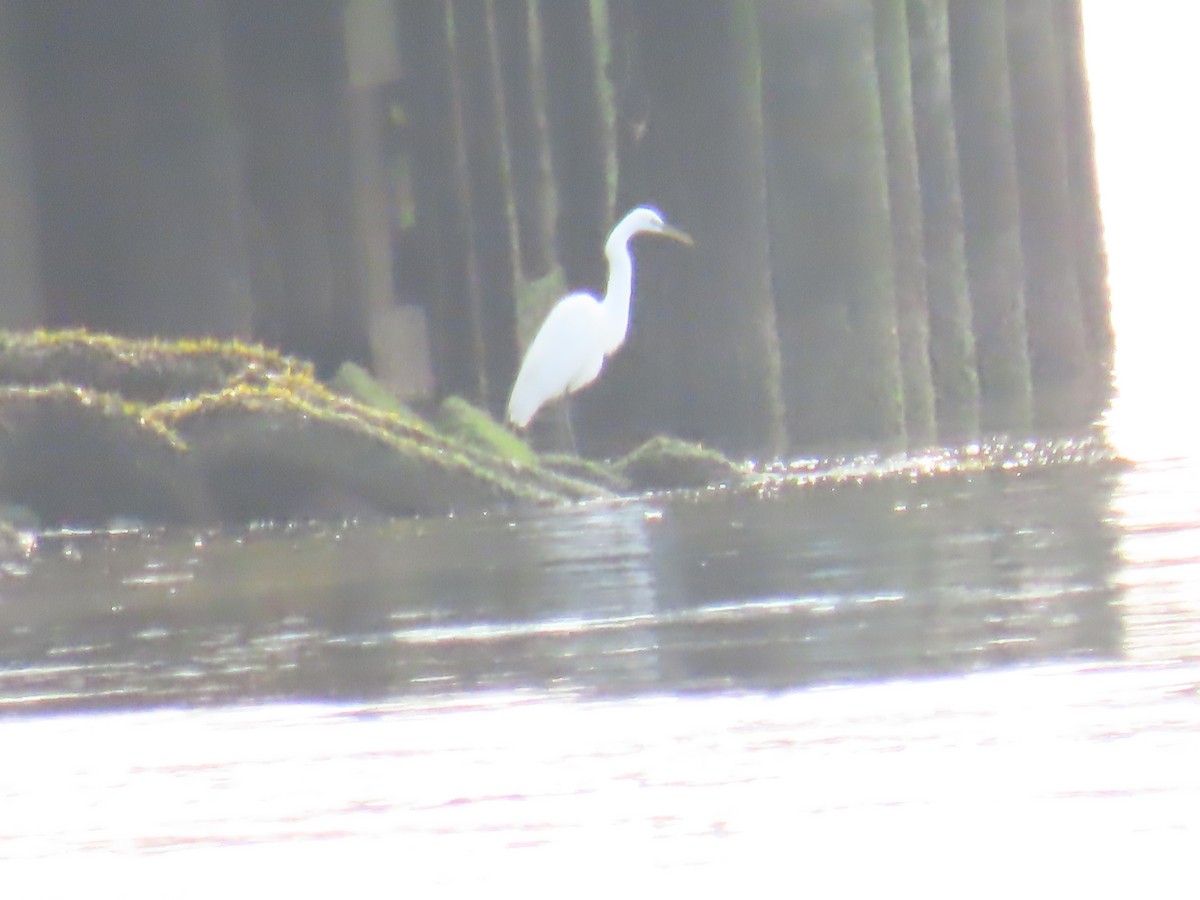 Great Egret - ML618993272