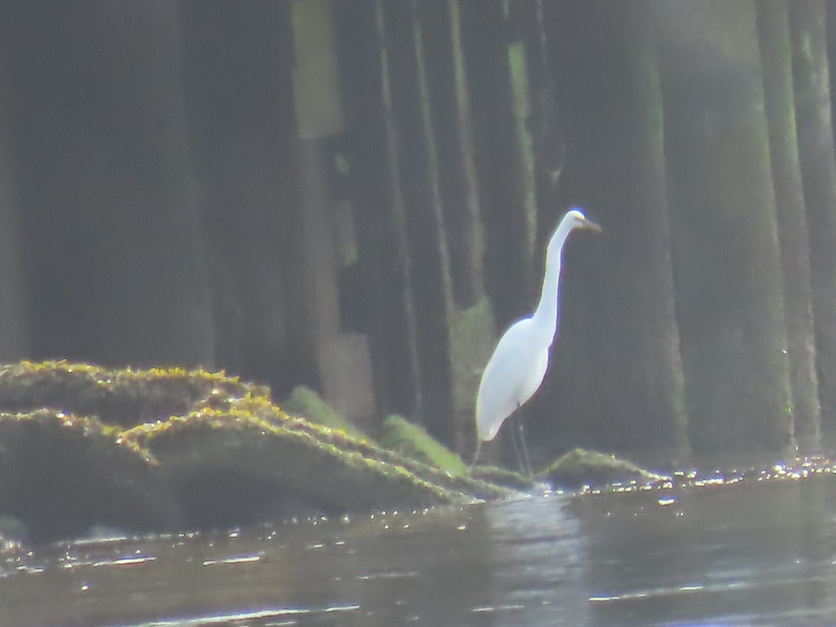 Great Egret - ML618993273