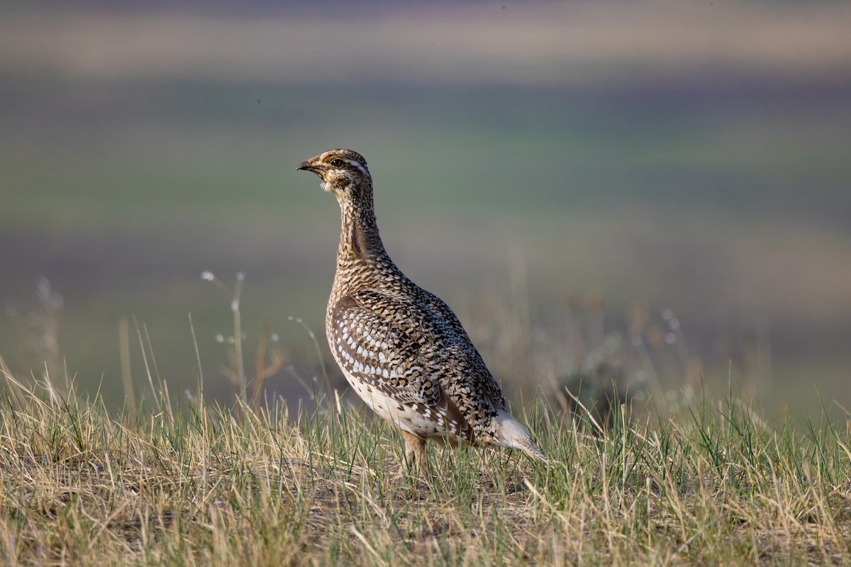 Sharp-tailed Grouse - Scott Ray