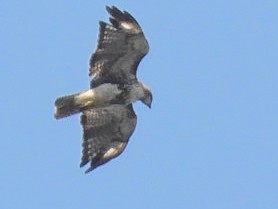 Red-tailed Hawk - ML618993279