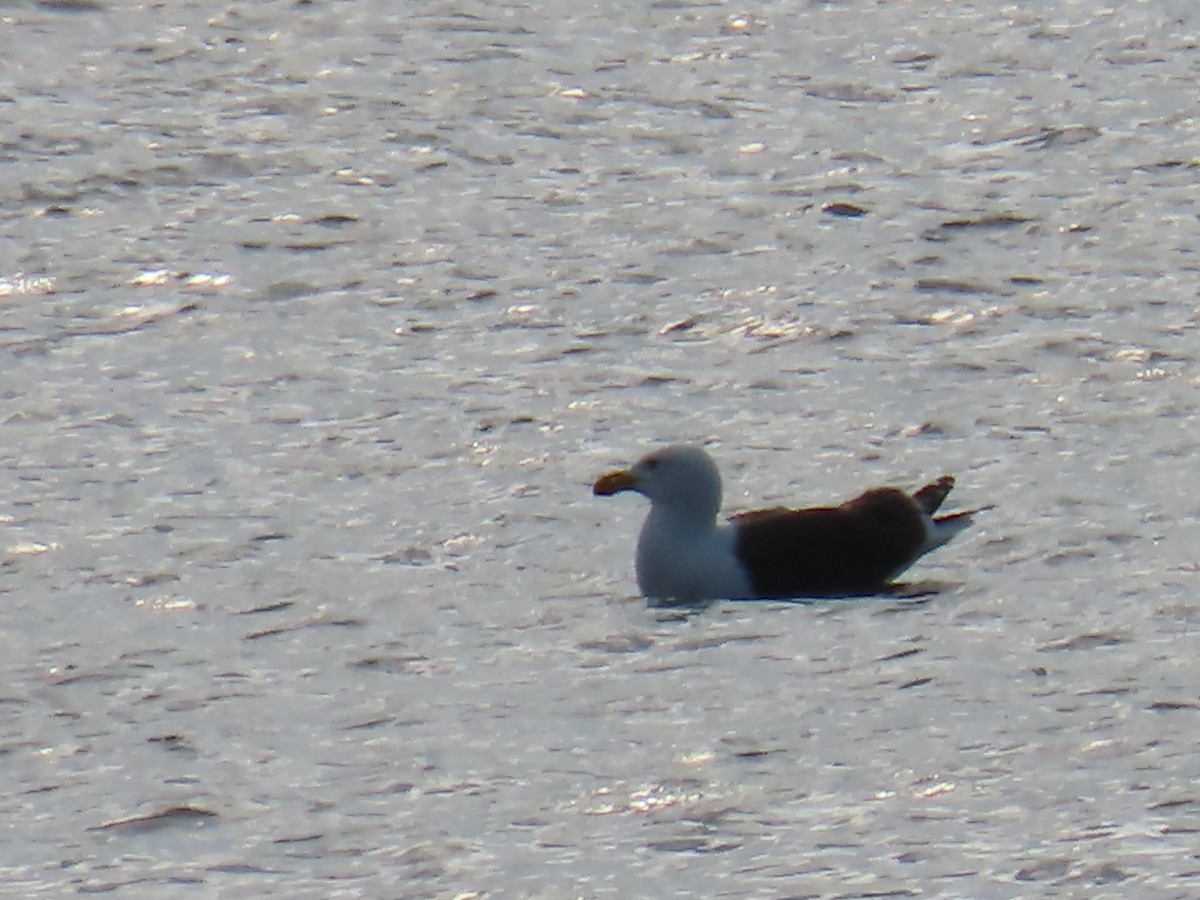 Great Black-backed Gull - ML618993280