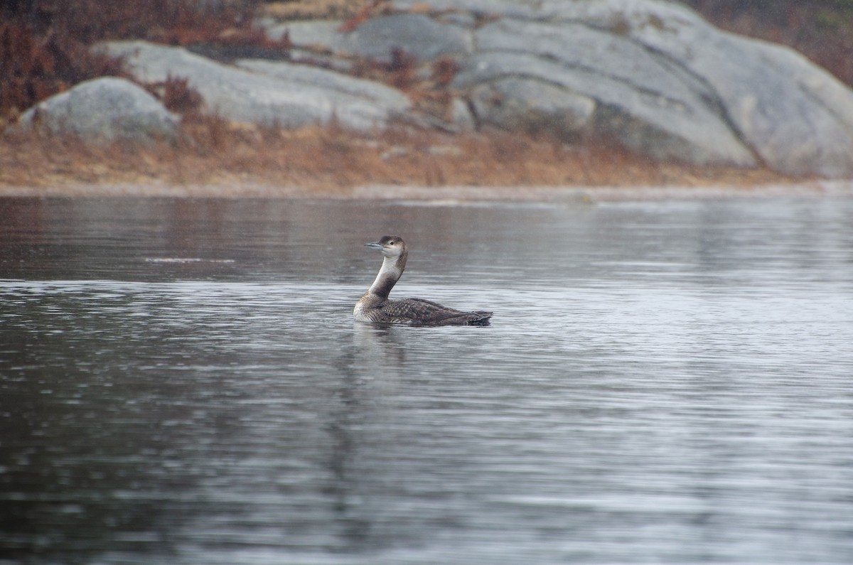 Common Loon - ML618993281