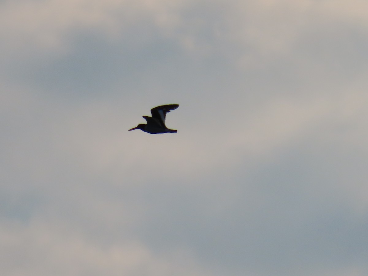 American Oystercatcher - ML618993299