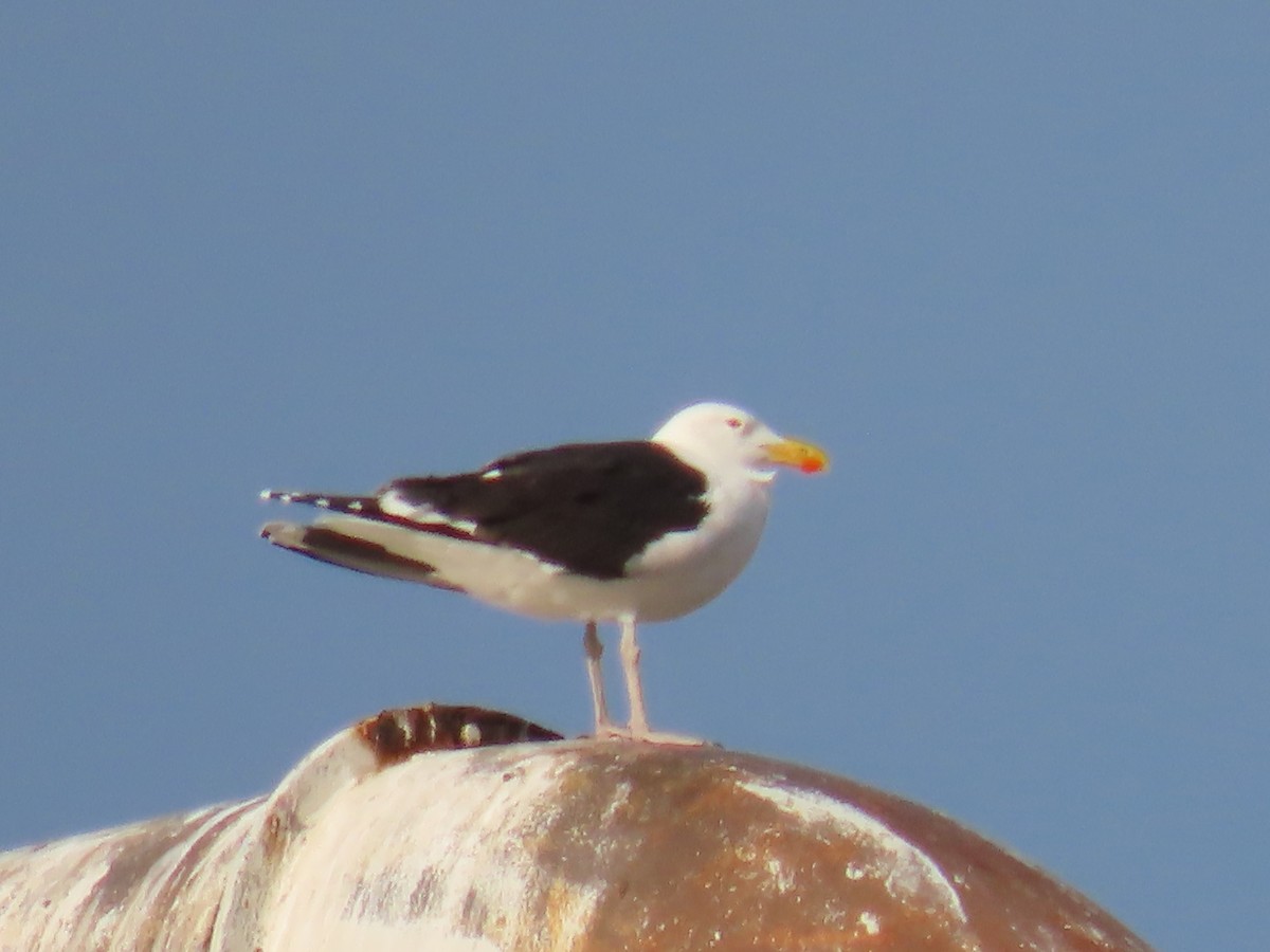 Great Black-backed Gull - ML618993302