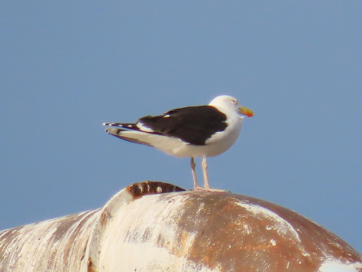 Great Black-backed Gull - ML618993307