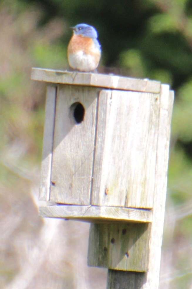 Eastern Bluebird - ML618993324