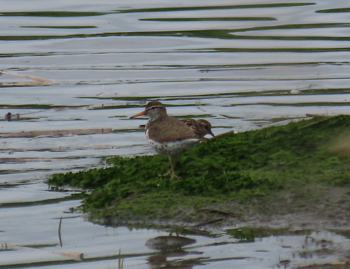 Spotted Sandpiper - ML618993325