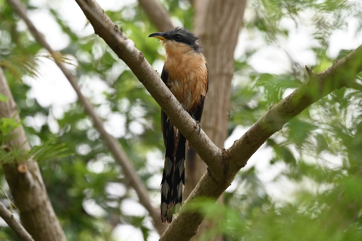 Mangrove Cuckoo - Marla Hibbitts