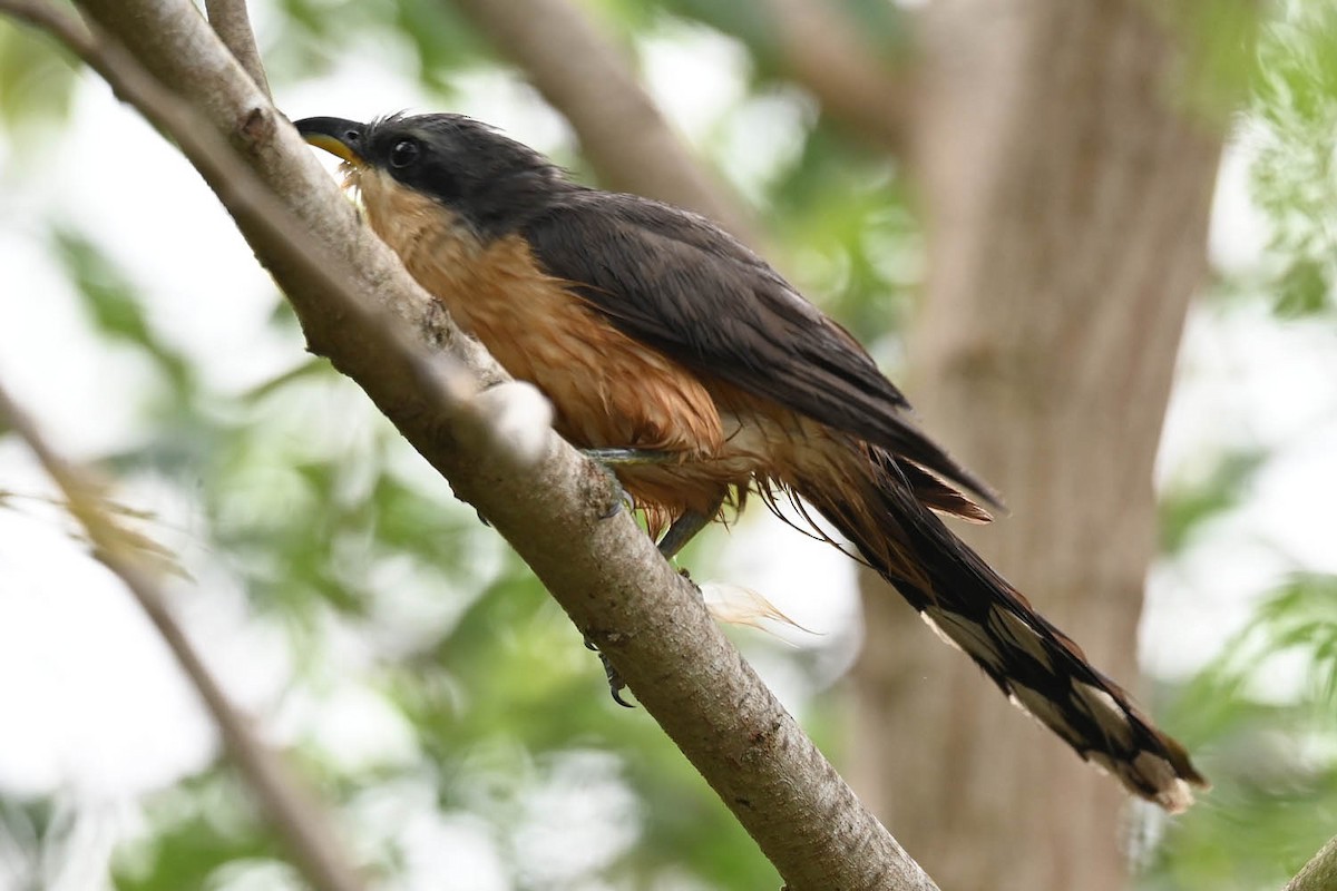 Mangrove Cuckoo - Marla Hibbitts