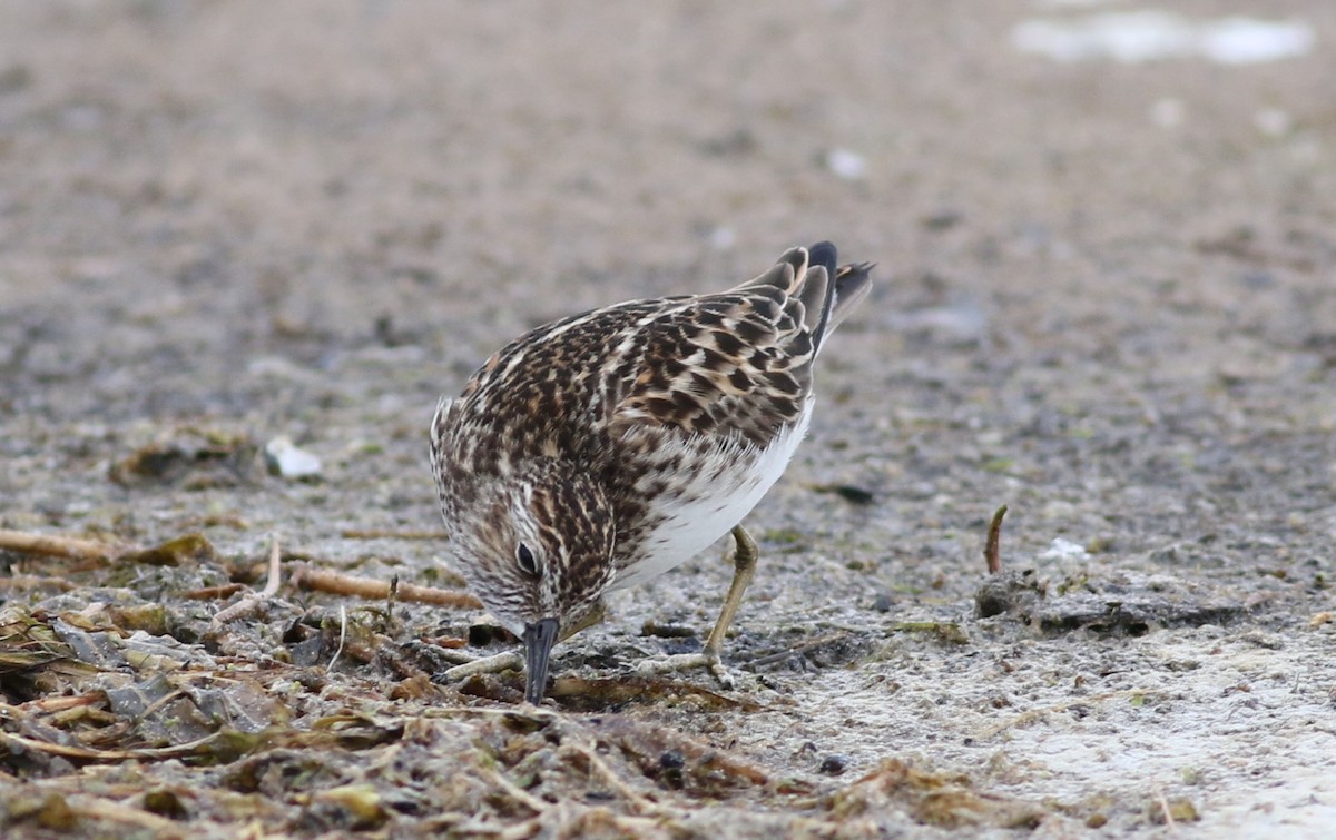 Least Sandpiper - Kennedy Sullivan