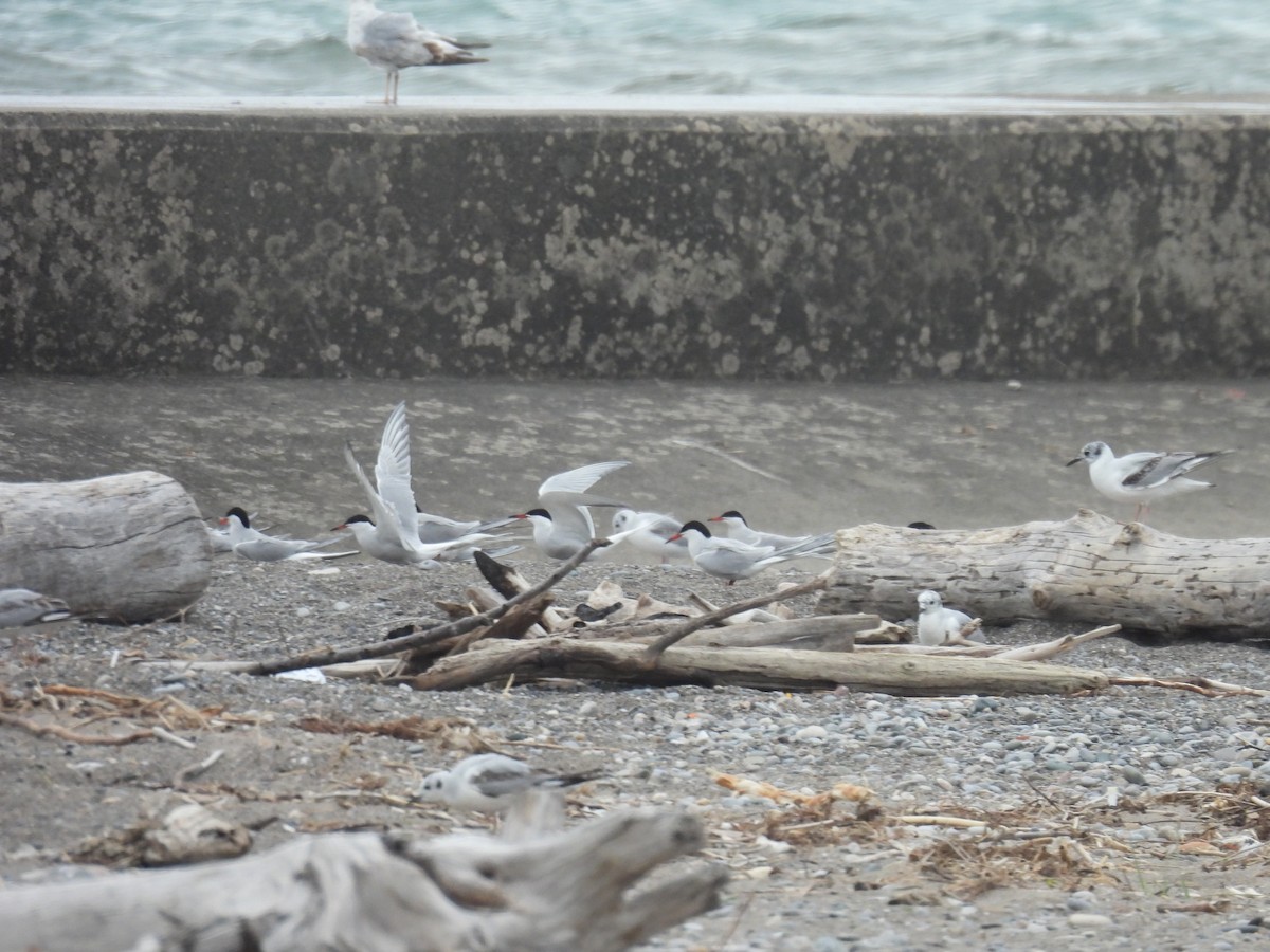 Common Tern - Jay Solanki