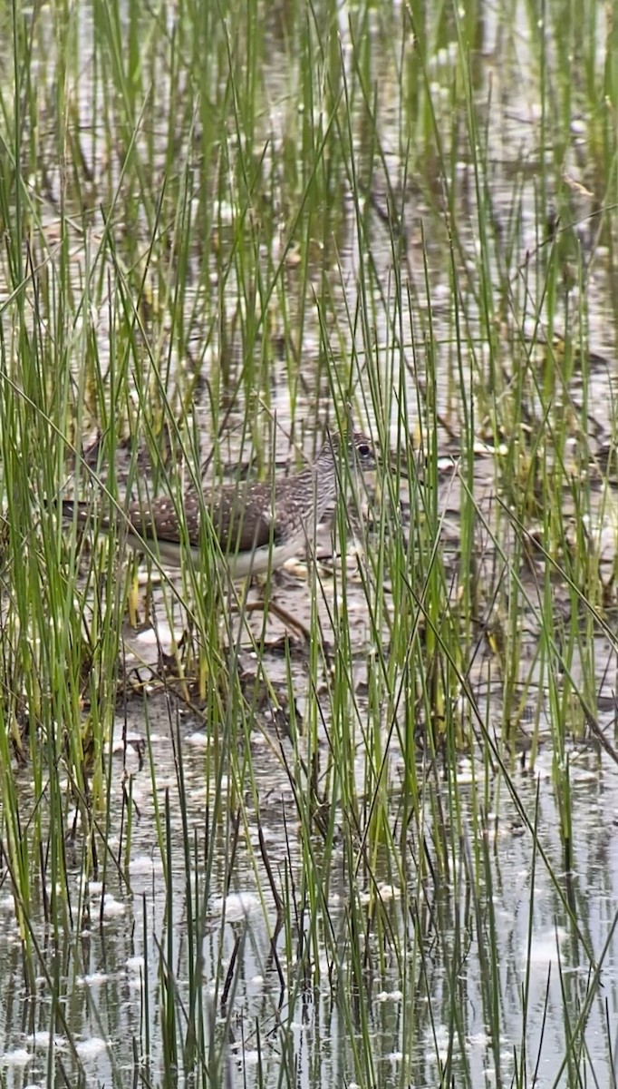 Solitary Sandpiper - ML618993347