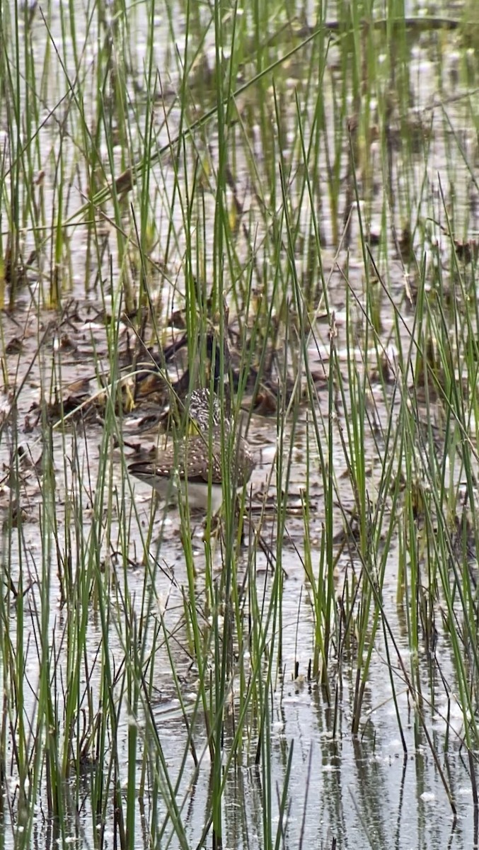 Solitary Sandpiper - Shep Thorp