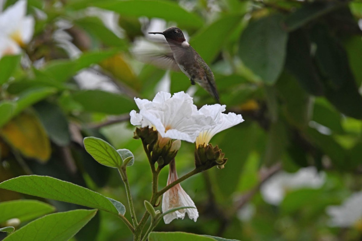 Ruby-throated Hummingbird - Marla Hibbitts
