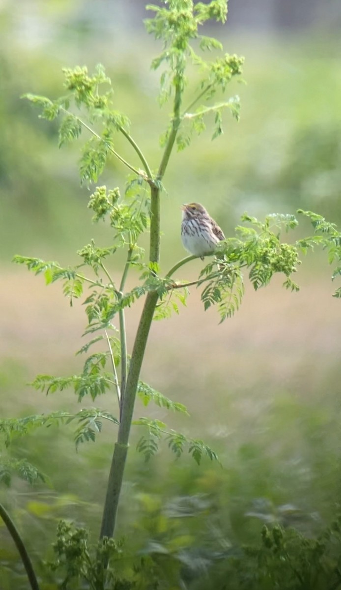 Savannah Sparrow (Savannah) - Shep Thorp
