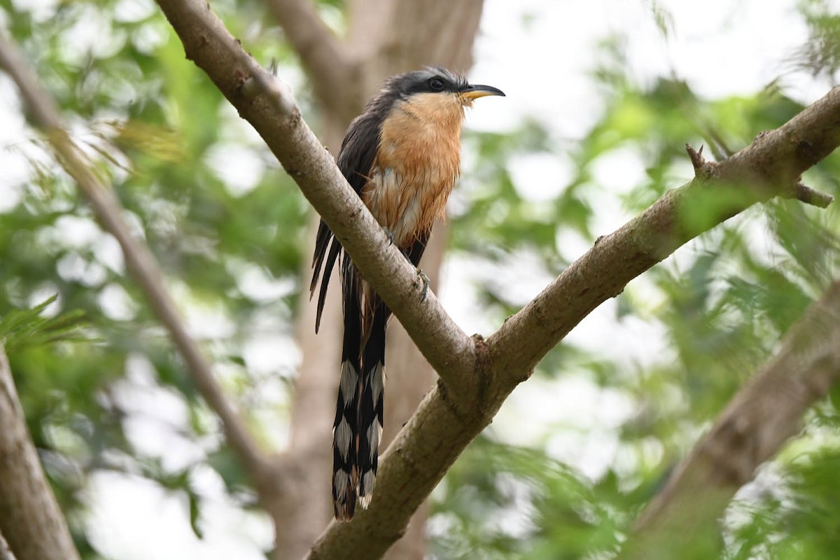 Mangrove Cuckoo - Marla Hibbitts