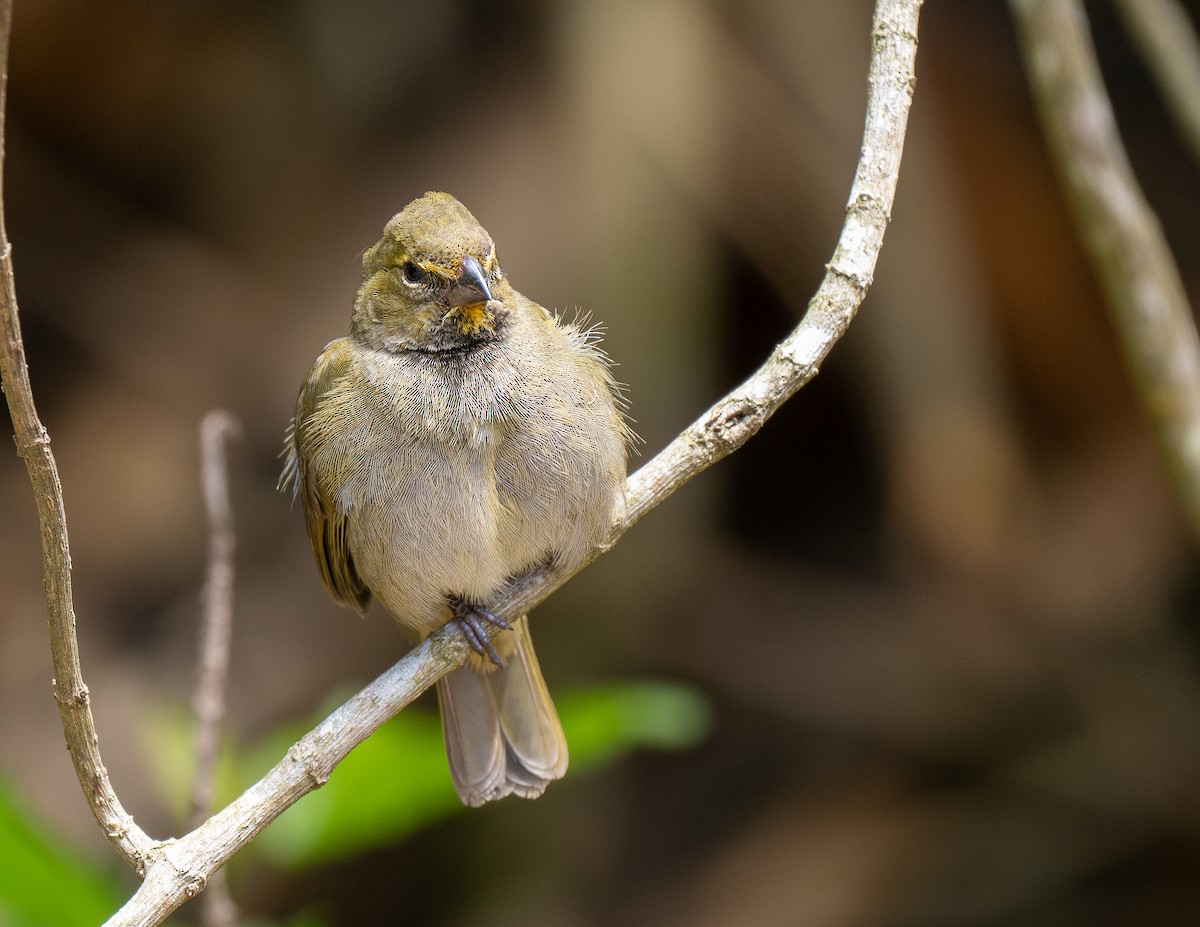 Yellow-faced Grassquit - Forest Botial-Jarvis