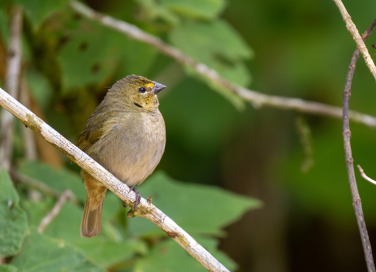 Yellow-faced Grassquit - Forest Botial-Jarvis