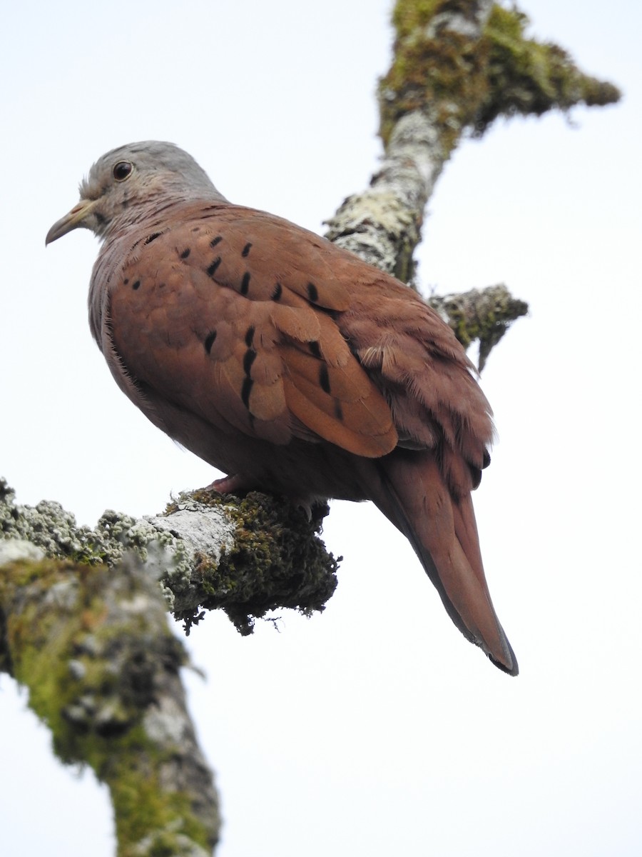 Ruddy Ground Dove - ML618993398