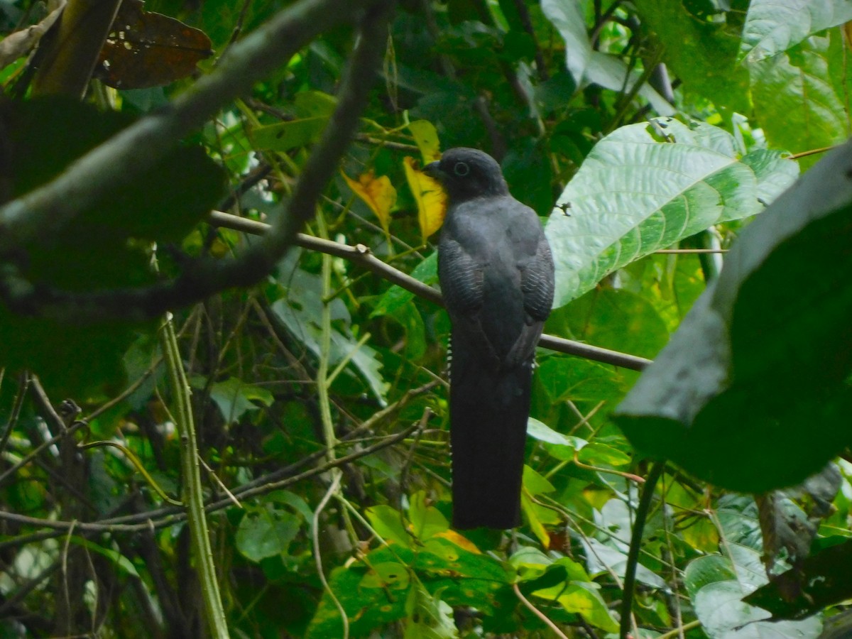 Green-backed Trogon - Concesión para conservación Yaku Kawsanapa