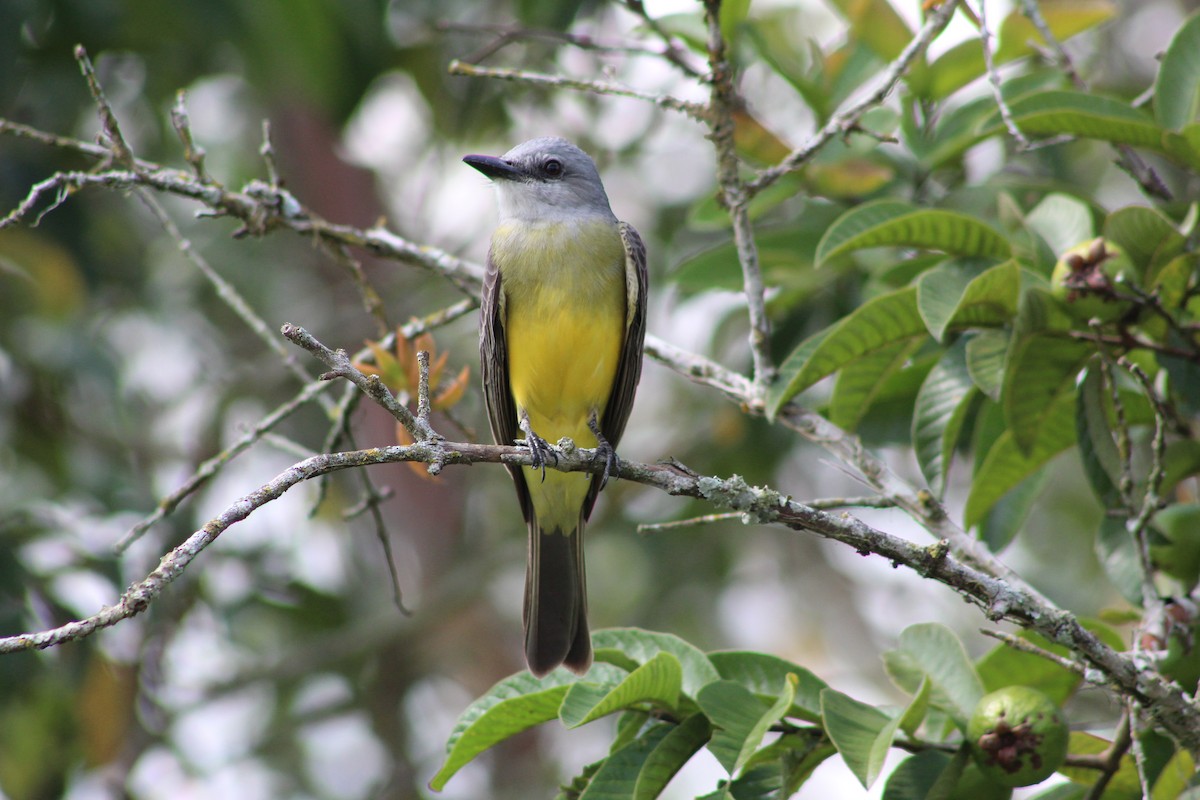 Tropical Kingbird - ML618993419