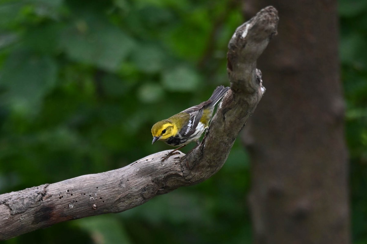 Black-throated Green Warbler - Marla Hibbitts