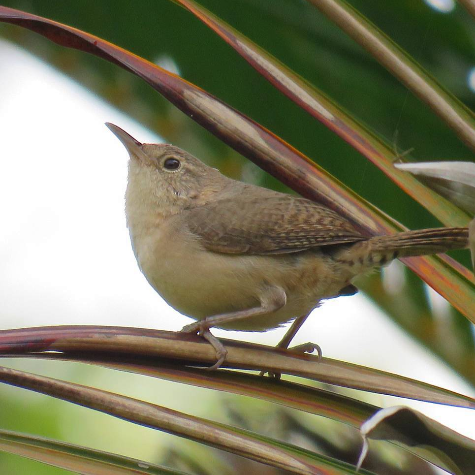 House Wren - ML618993431