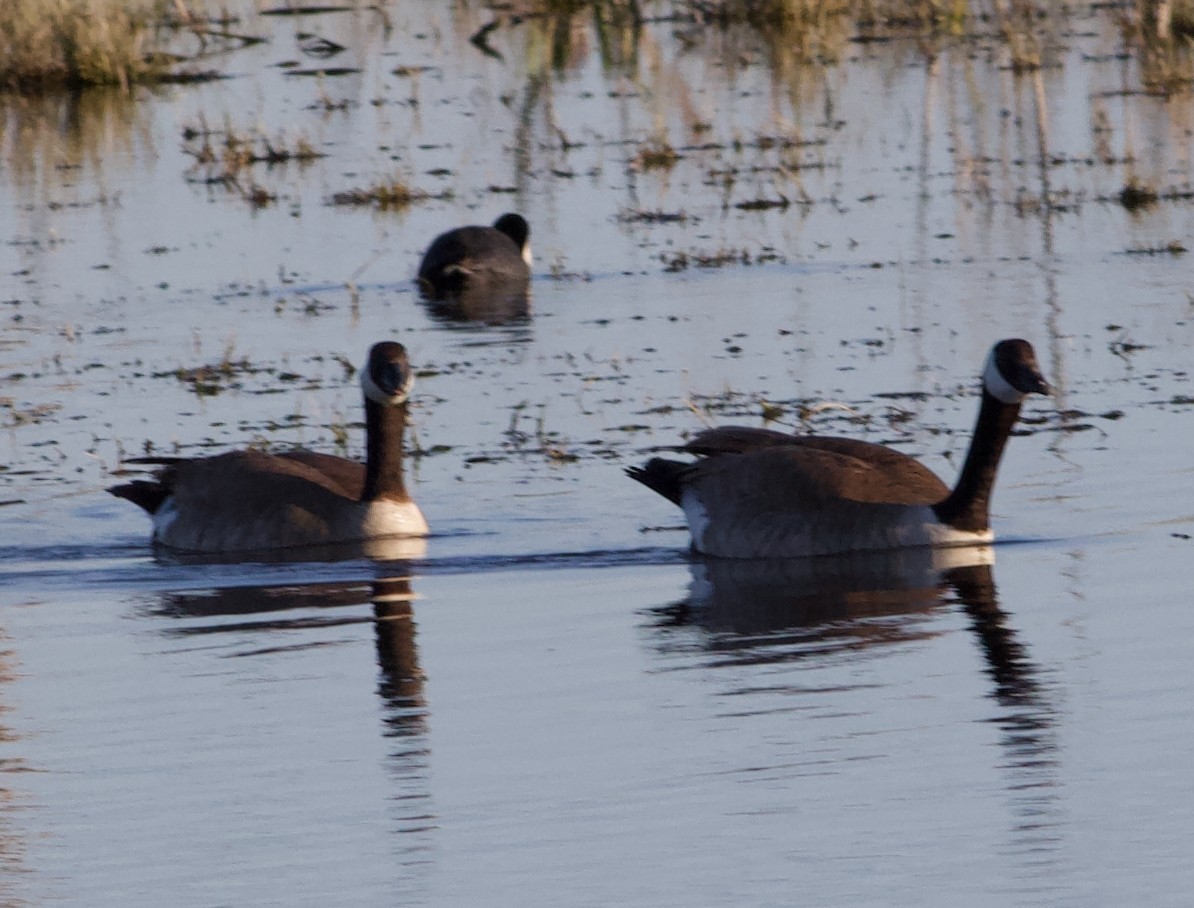 Canada Goose - ML618993432