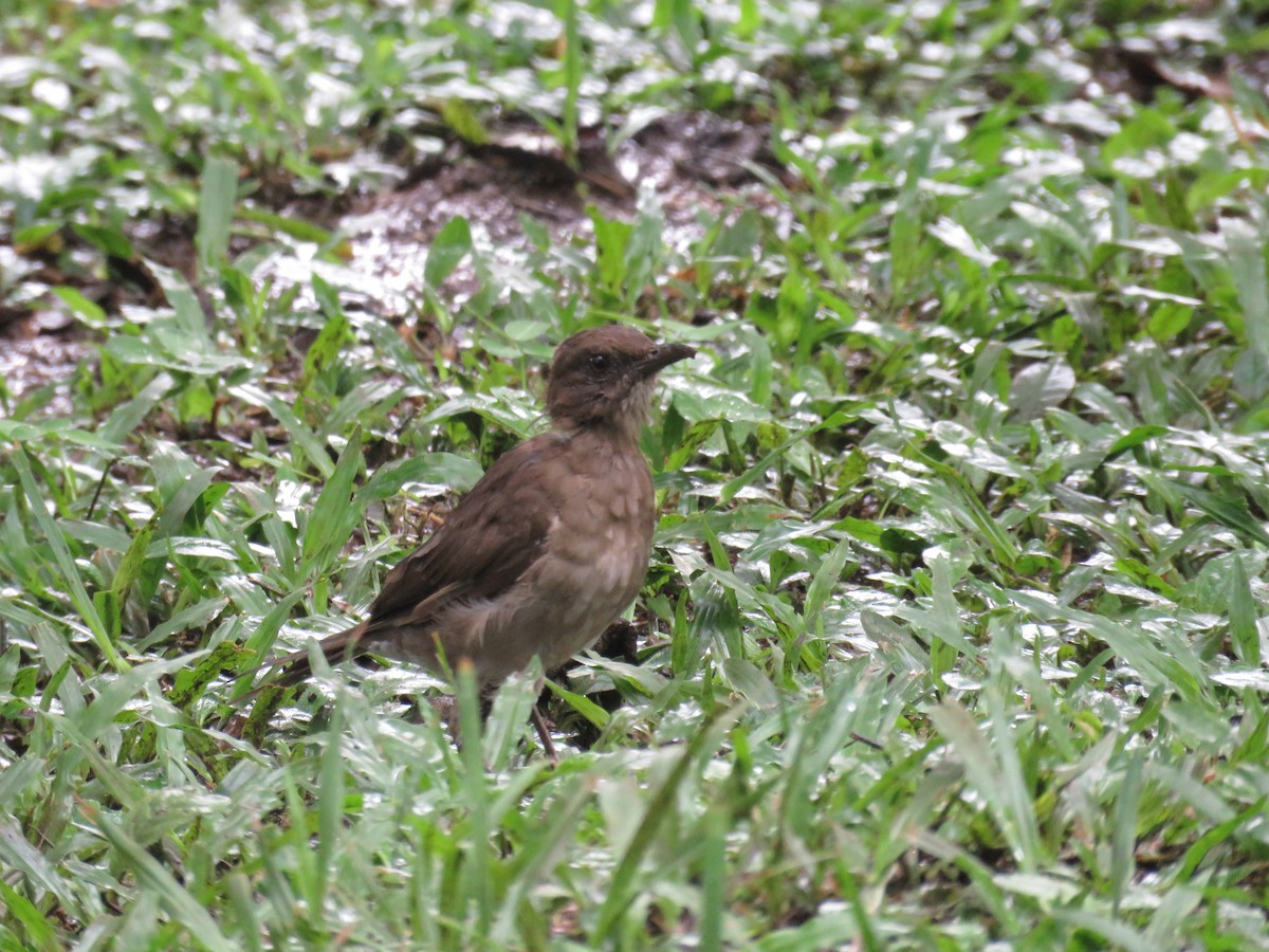 Black-billed Thrush - ML618993437