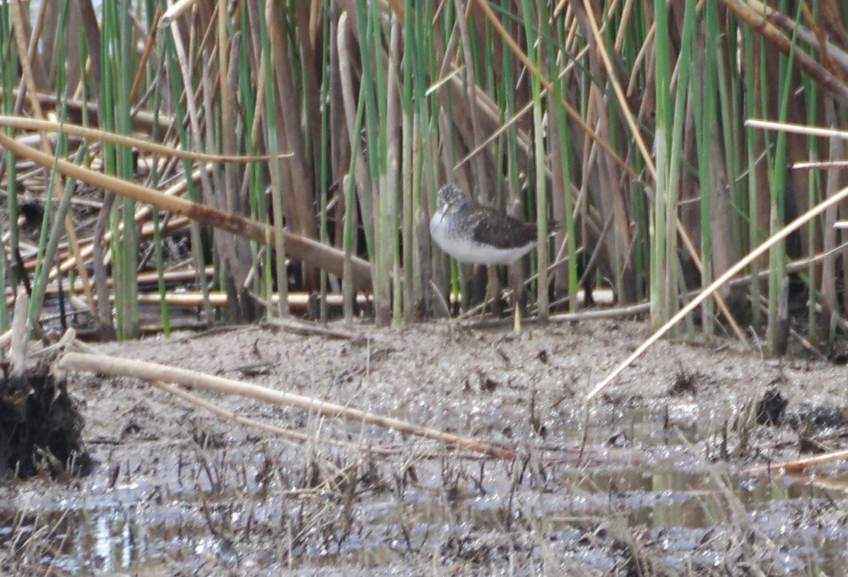 Solitary Sandpiper - Brenda Wright