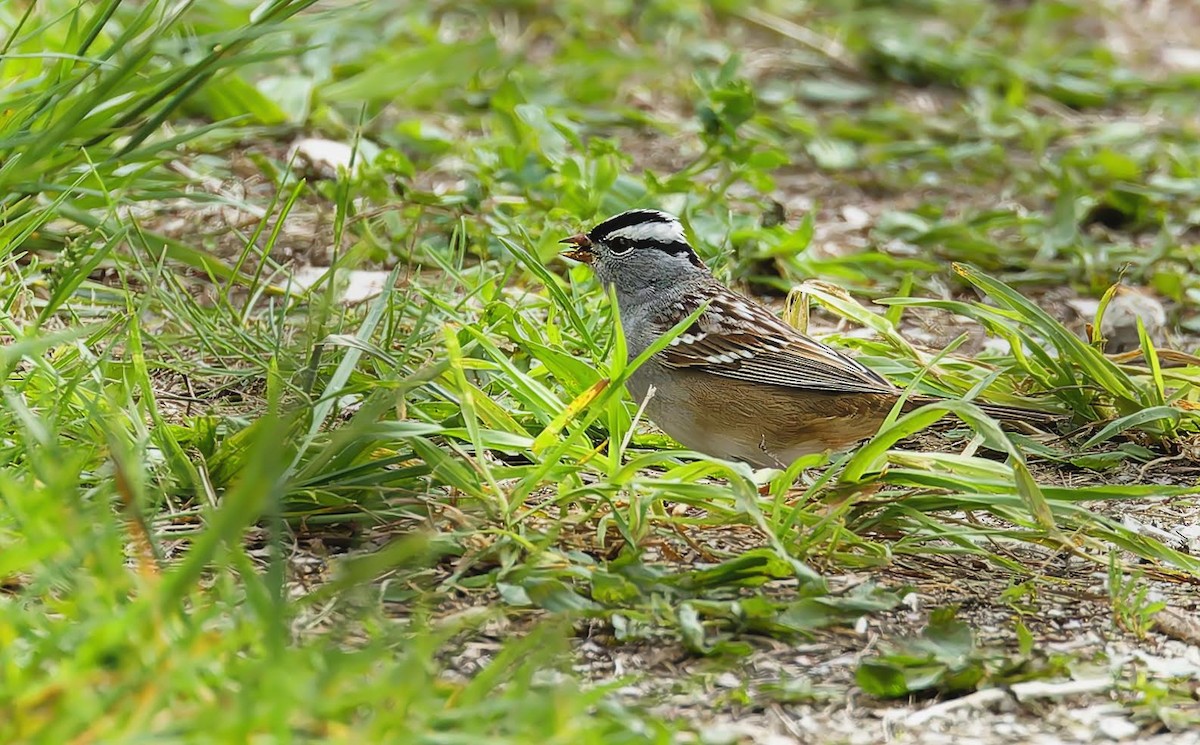 White-crowned Sparrow - ML618993444