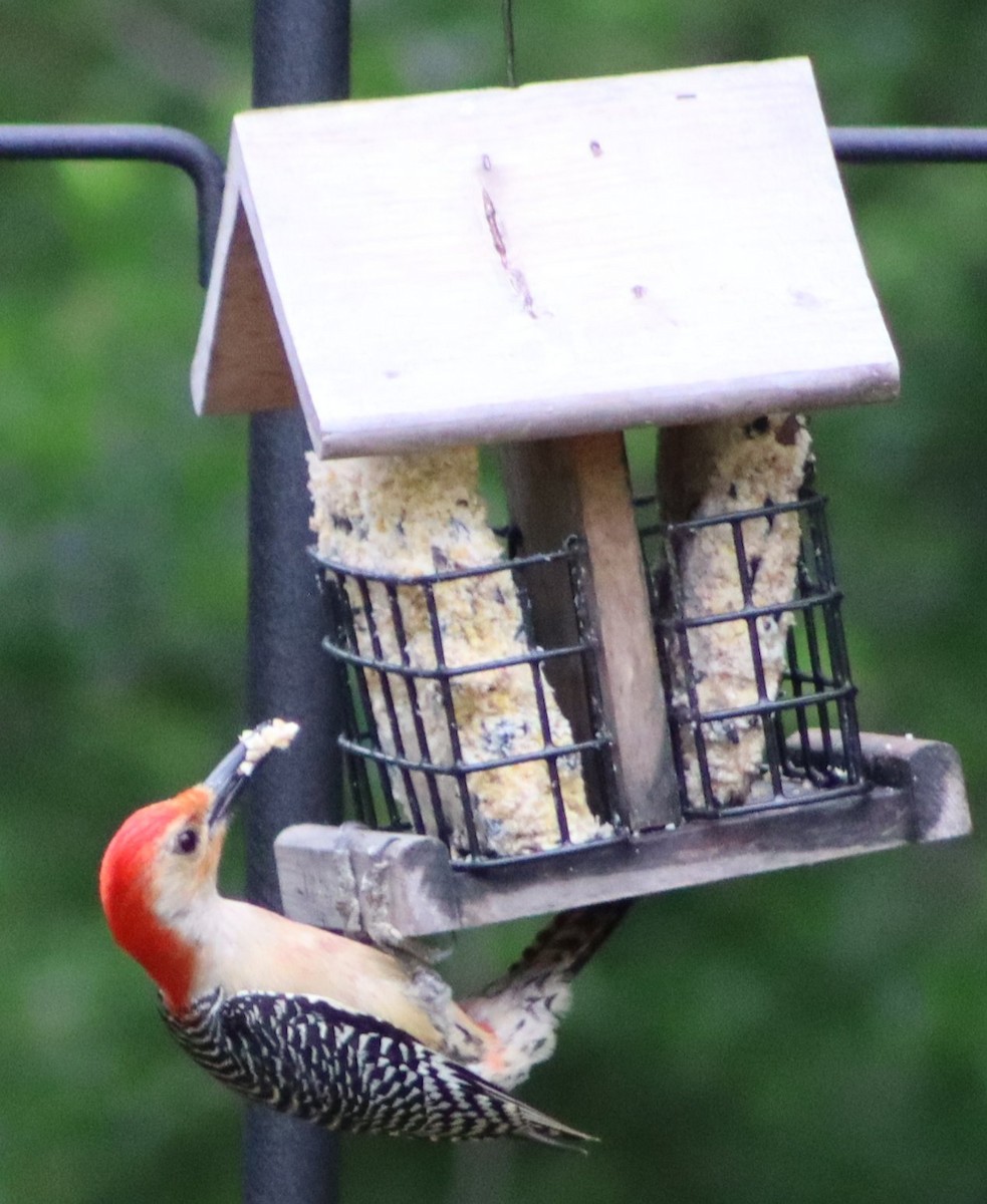 Red-bellied Woodpecker - ML618993451
