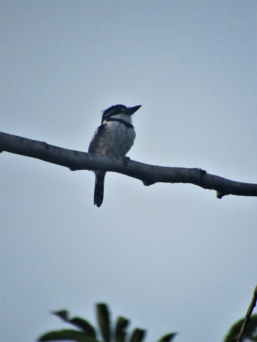 Pied Puffbird - Luis Moreno