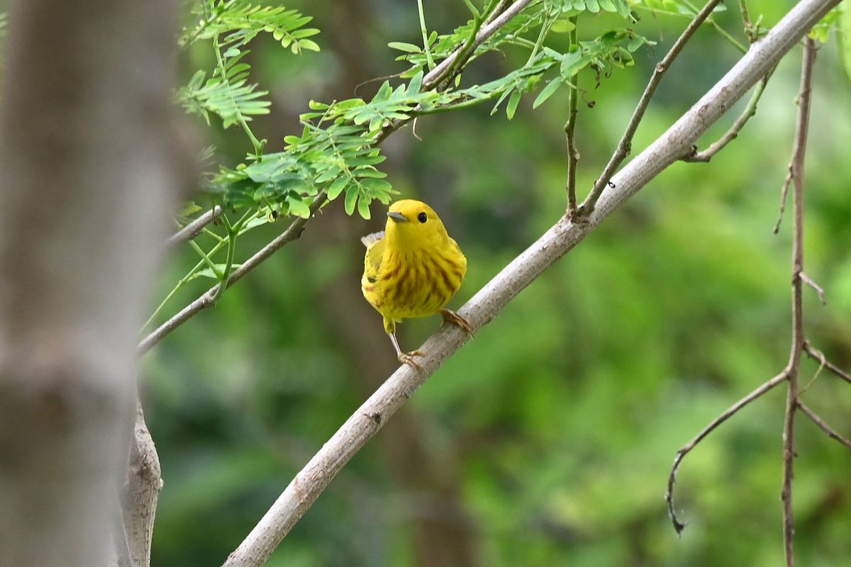 Yellow Warbler (Northern) - Marla Hibbitts