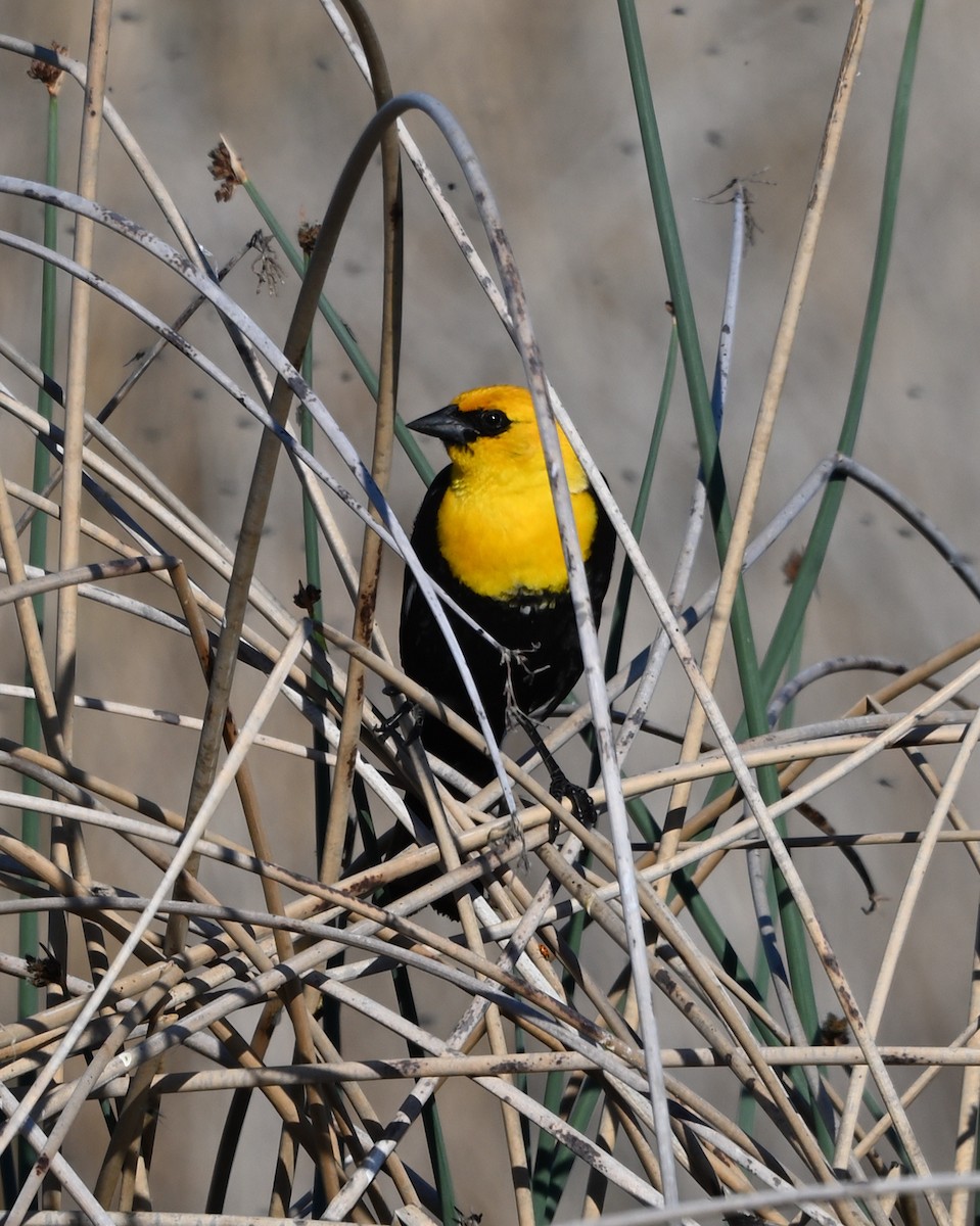 Yellow-headed Blackbird - Tim Kashuba