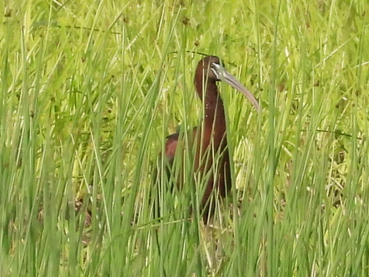 Glossy Ibis - Bruce Nott