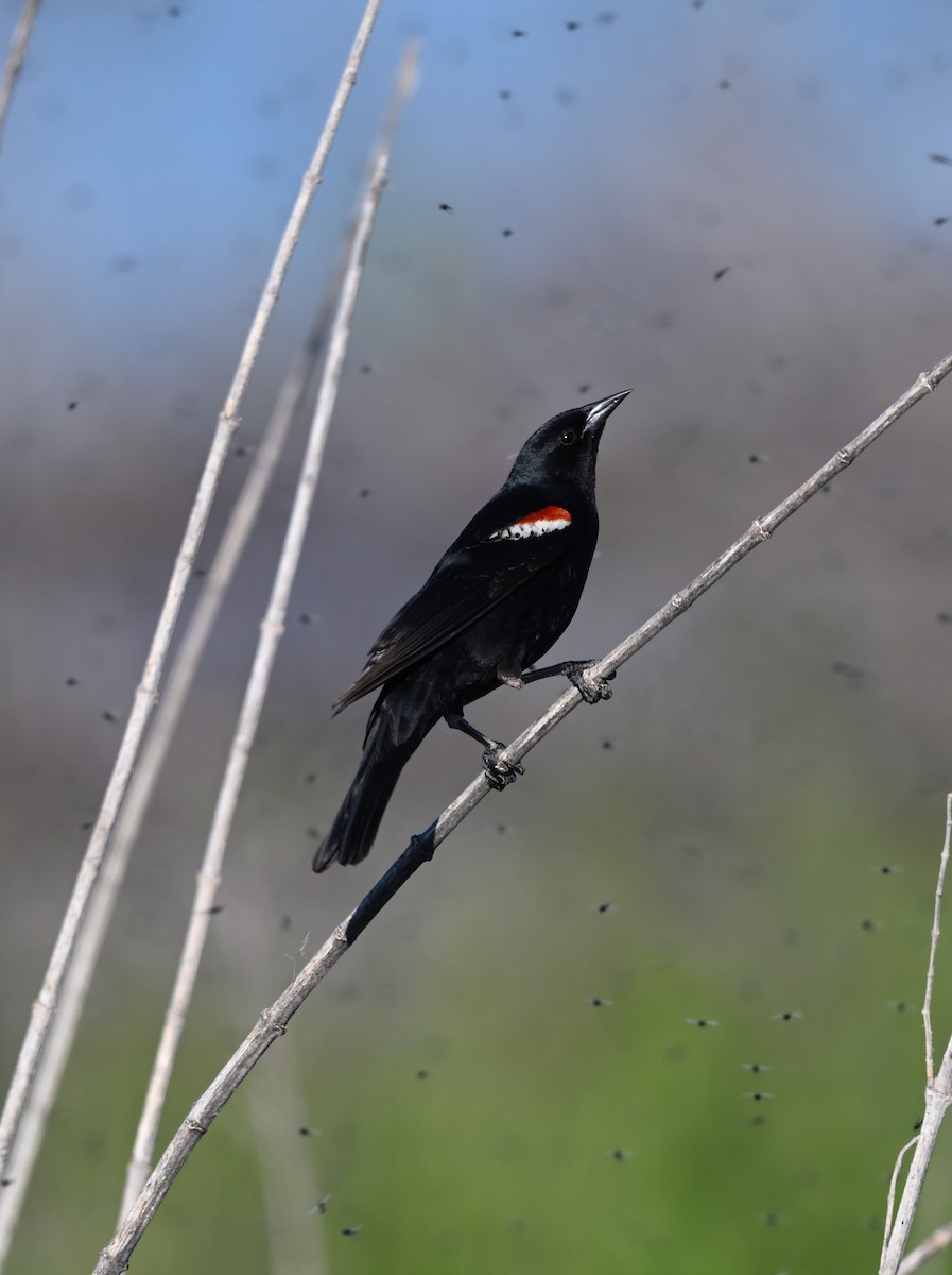 Tricolored Blackbird - Tim Kashuba