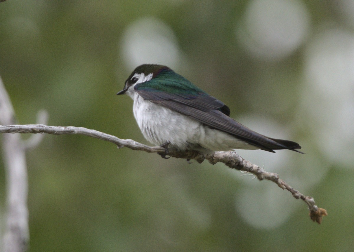 Hirondelle à face blanche - ML618993486