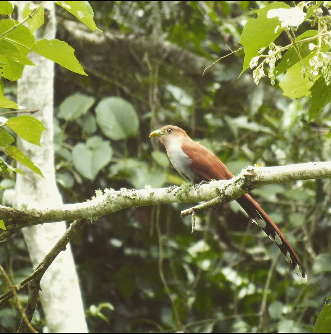 Squirrel Cuckoo - Valeria Muñoz López