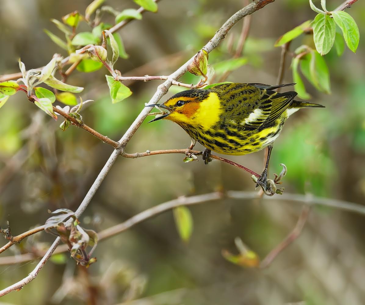 Cape May Warbler - Becki Guy