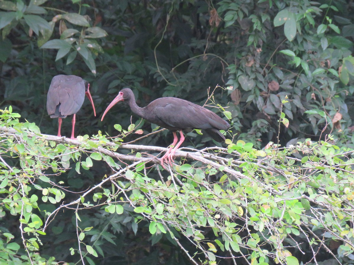 Bare-faced Ibis - ML618993517